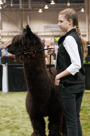 Alpaca Jubilee